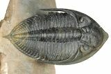 Impressive Zlichovaspis Trilobite - Orange Eye Facets #357350-2